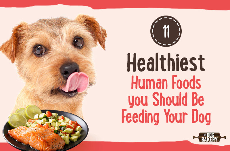 human food i can feed my dog