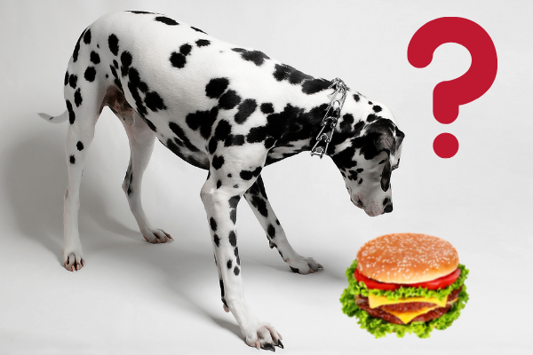 Can i feed top my dog hamburger meat