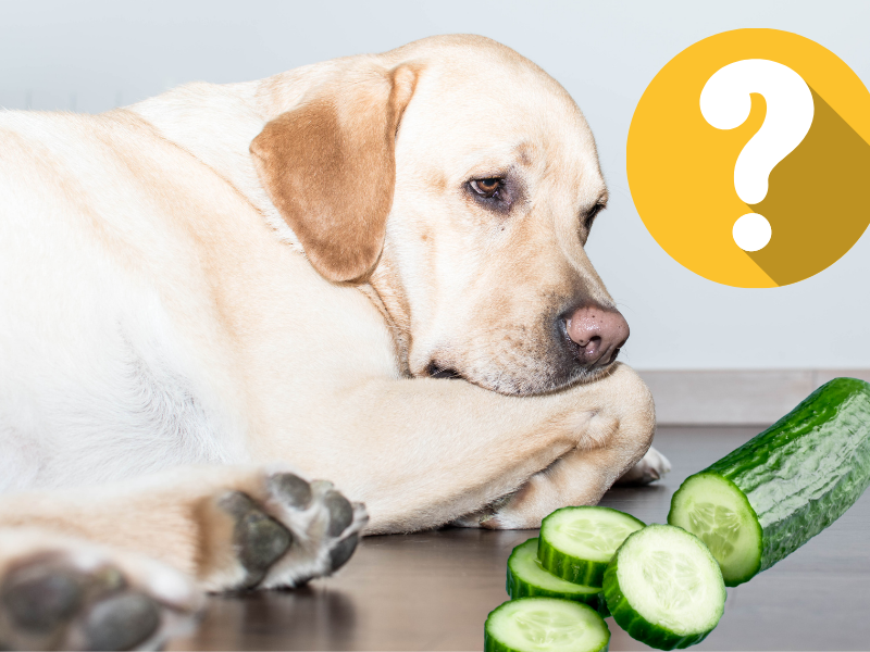 Can dogs have raw cucumber best sale