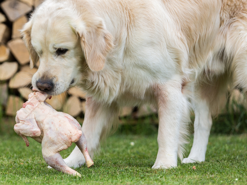 Can Dogs Eat Raw Chicken The Dog Bakery