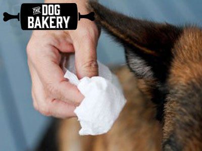 does vinegar kill yeast in dogs ears