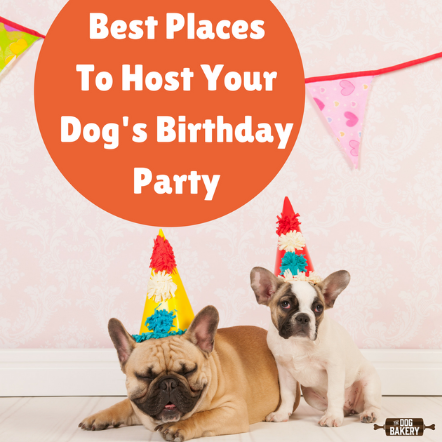 Dog parties sale near me