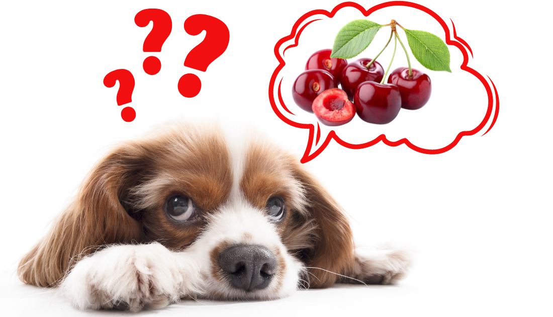 Are Fresh Cherries Safe For Dogs
