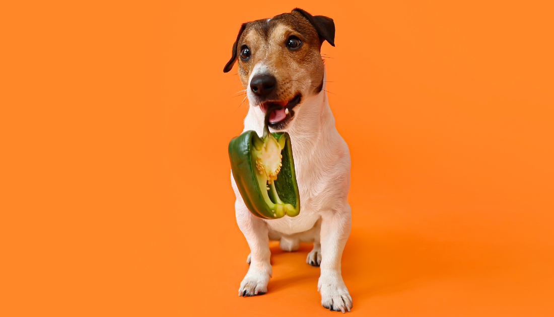 Can Dogs Eat Peppers Find out which ones are really toxic