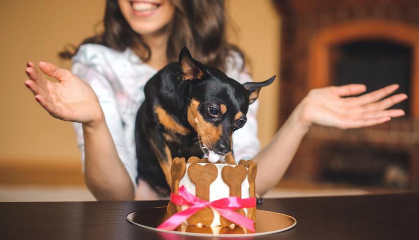 3-Ingredient Dog Cake Recipes That Your Dog Will Love!