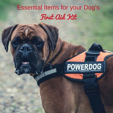 Essential Items for your Dog's First Aid Kit