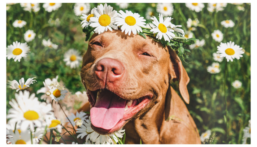 Celebrate National Pit Bull Day: Show Love and Appreciation for Pit Bulls with These Fun Ideas!