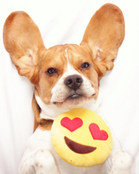 14 Ways Your Dog Says I Love You