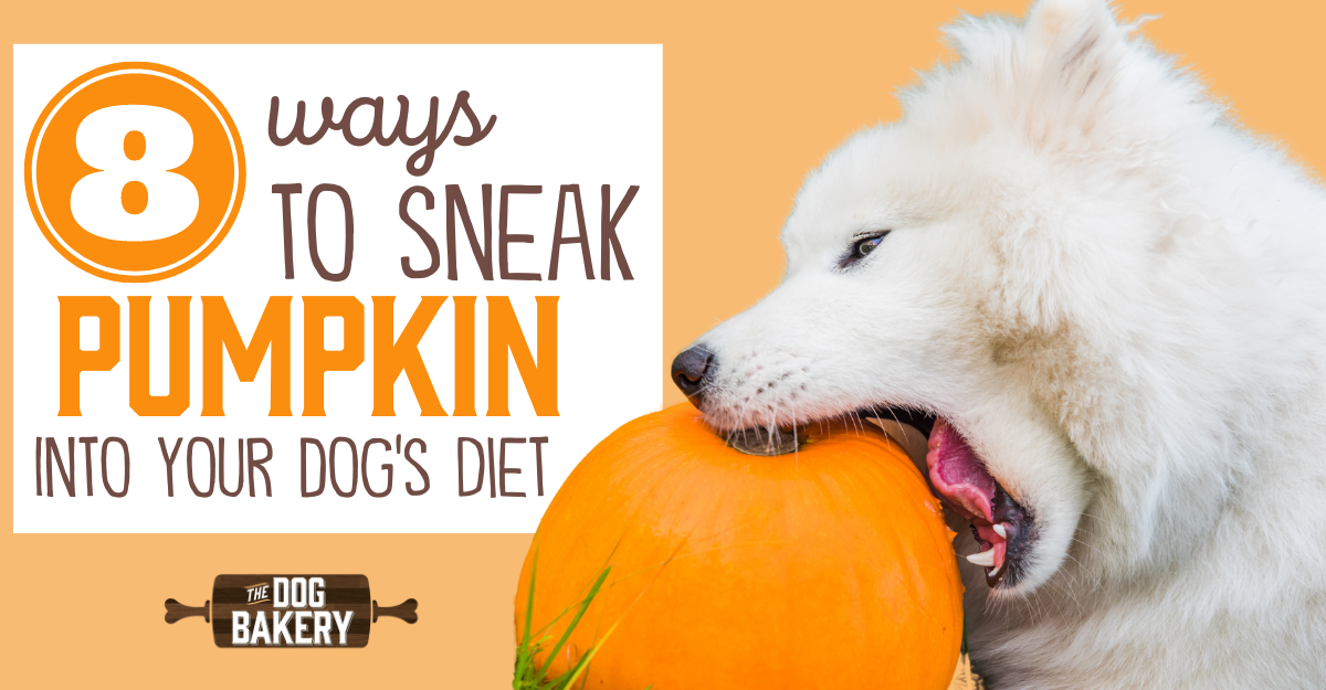 How to feed your discount dog pumpkin