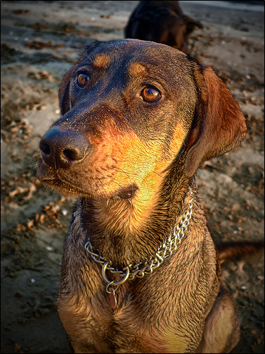 Nutrition and Dog Food for Dry Skin