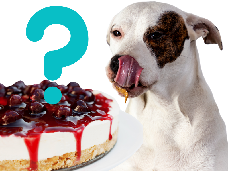 are dogs allowed to eat cake