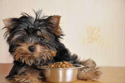 Recommendations from Your Vet | Vet Recommended Dog Food