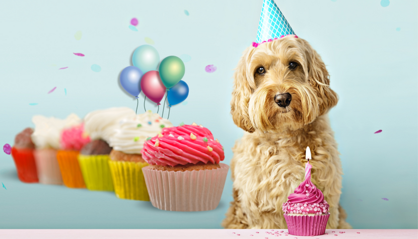 Easy Birthday Cupcake Recipes for Your Canine Best Friend