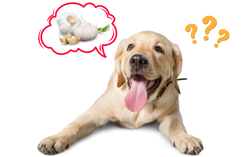 What to do if sales your dog eats garlic