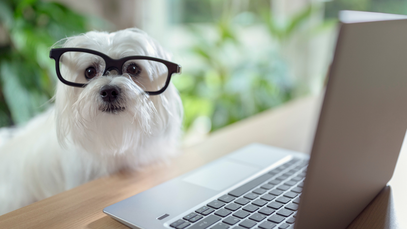 Top Dog Food Blogs to Give Your Pet a Healthy and Happy Life