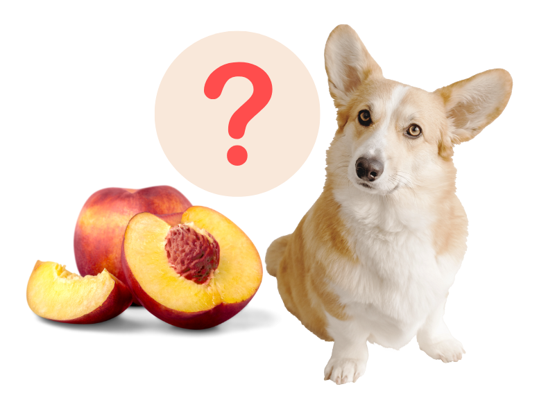 can dogs eat a whole apple