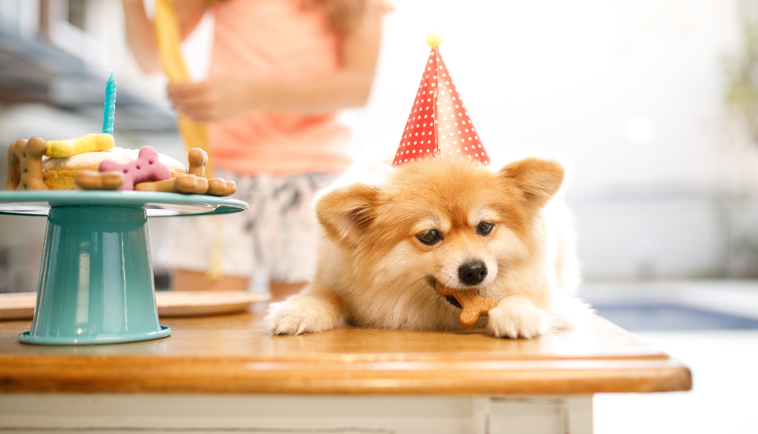 Homemade Birthday Treats For Dogs The Dog Bakery homemade-birthday-treats-for-dogs-the-dog-bakery