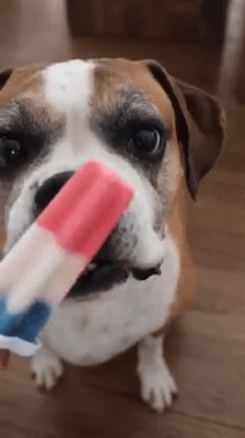 Dog Friendly Rocket Pops - Pupsicle Recipe – The Dog Bakery