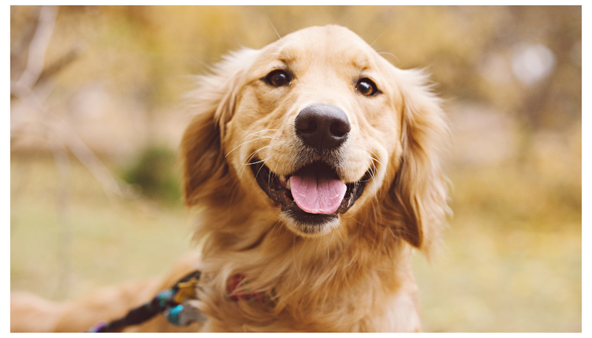 What is National Golden Retriever Day and How To Celebrate it