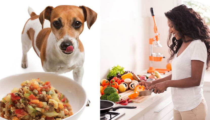 Top 20 healthy homemade dog food recipes your dog will love