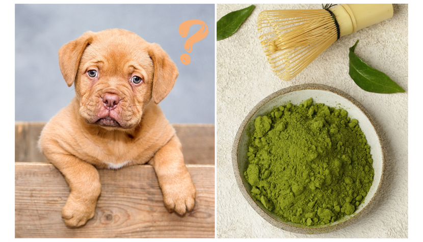 Is Green Tea Safe For Dogs? Everything You Need to Know About this “Miracle” Drink