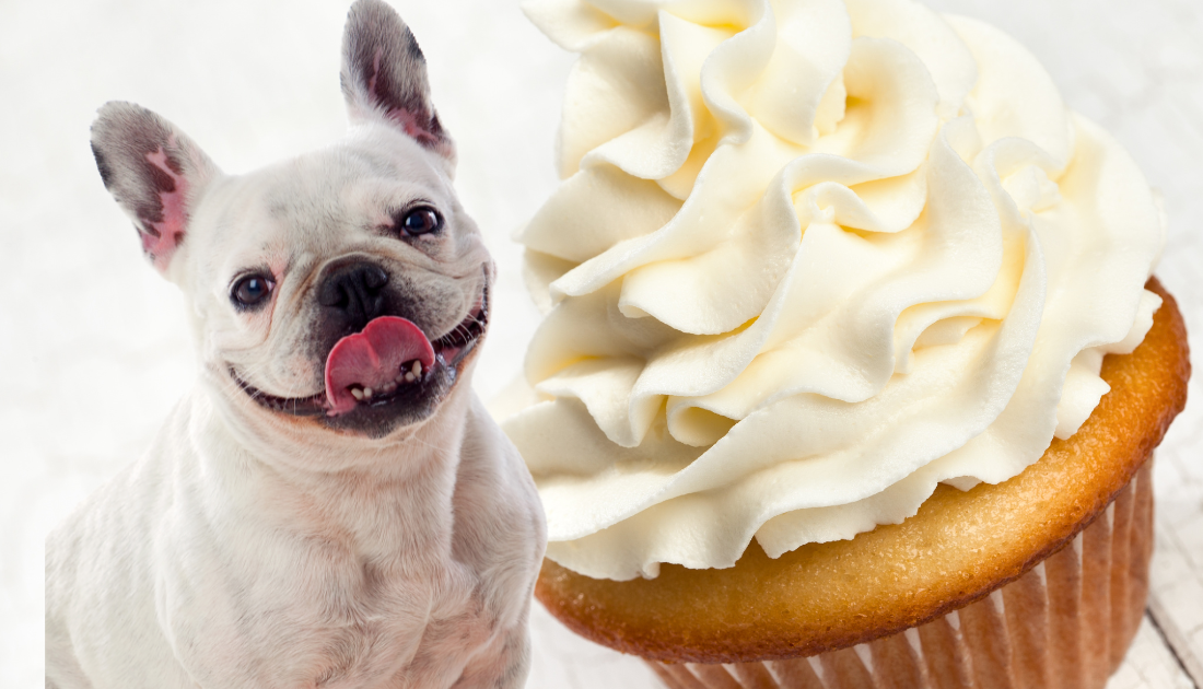 Delicious Pupcake Recipes for Foodie Pups The Dog Bakery