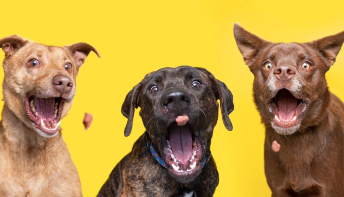 Treats for picky dogs best sale