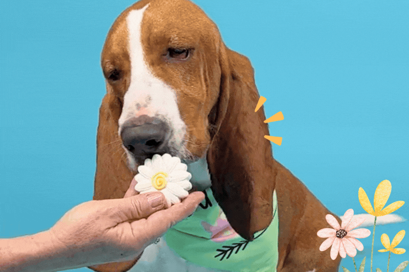 Spring Blossom Pawreo Set