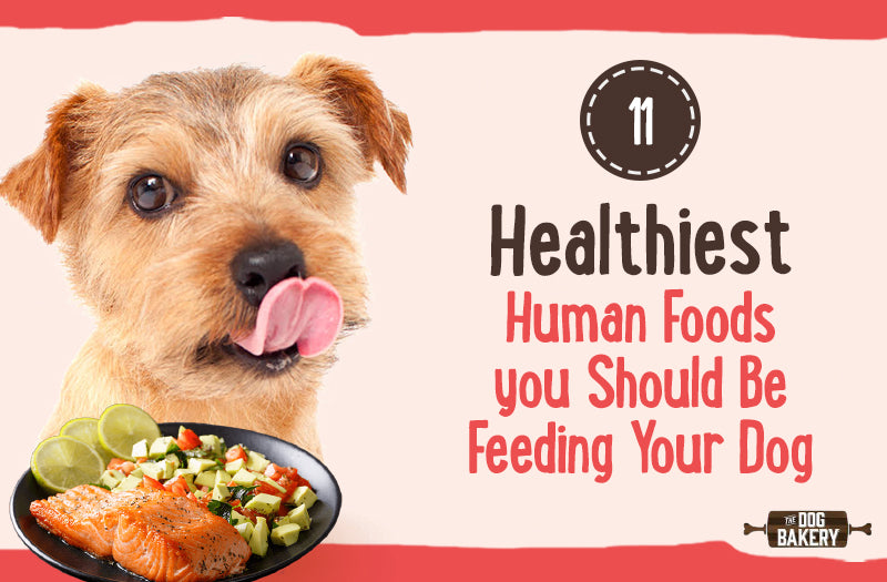 The 11 Healthiest Human Foods You Should Be Feeding Your Dog