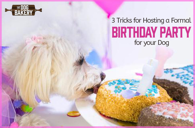 Tricks for Hosting a Formal Birthday Party for your Dog