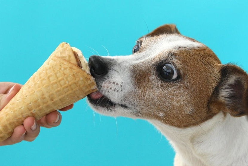 Can Dogs Eat Chocolate Ice Cream? What About Strawberry Ice Cream?