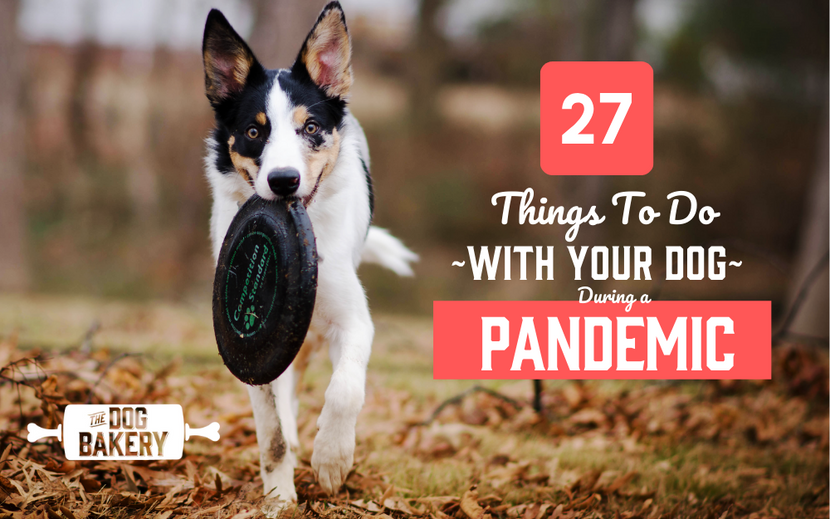 27 Things To Do With Your Dog During A Pandemic