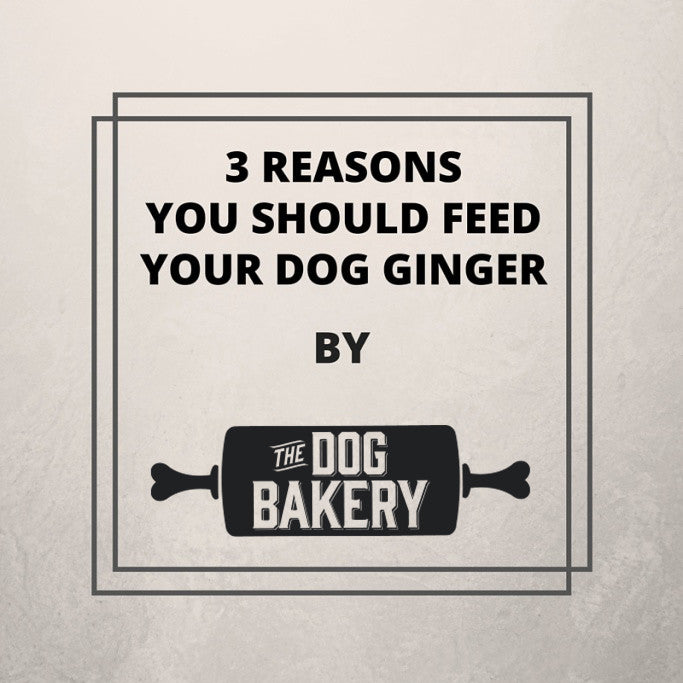 3 Reasons you Should Feed Your Dog Ginger