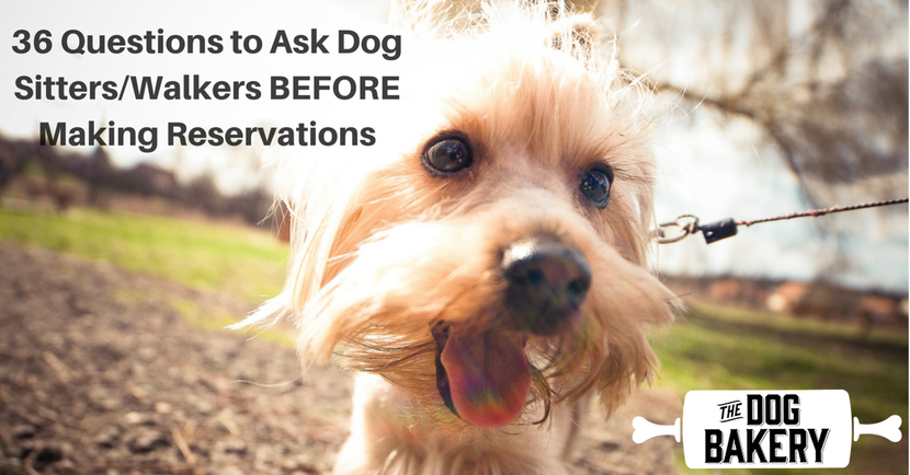 36 questions to ask BEFORE choosing a new doggy day care, dog walker or dog sitter