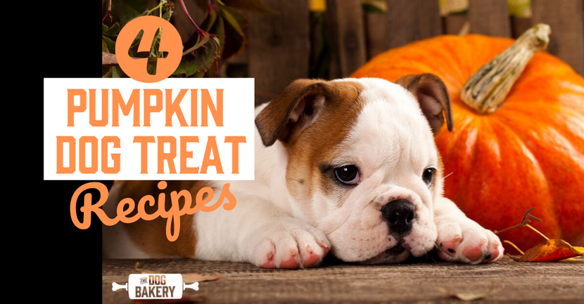 4 Pumpkin Dog Treat Recipes