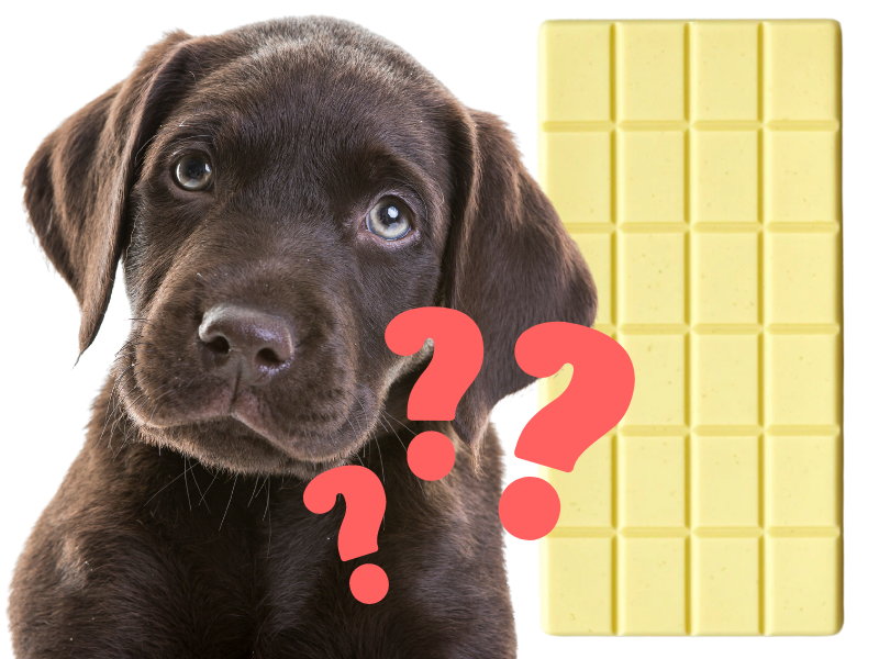 Is White Chocolate Bad for Dogs?
