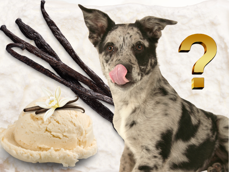 Can Dogs Eat Vanilla?