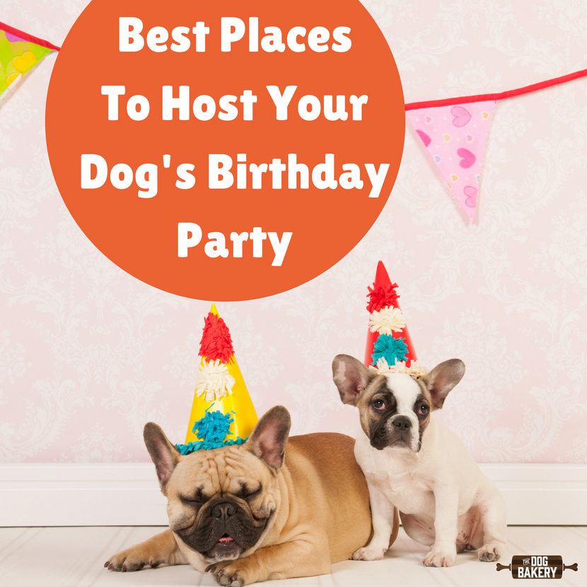 Best Places To Host Your Dog's Birthday Party