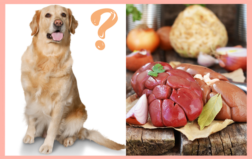 Beef Kidney is a Canine Superfood: Here’s How To Serve It