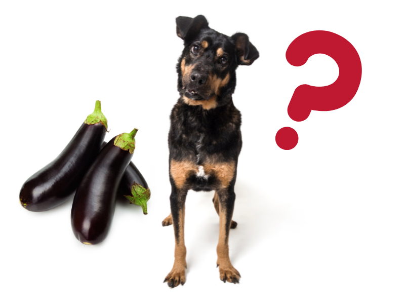 Can Dogs Eat Eggplant? The Dog Bakery