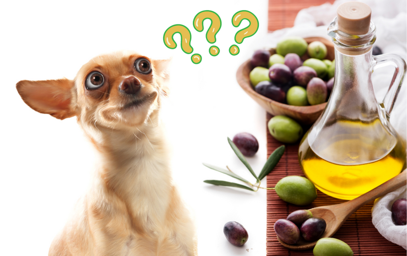 Have You Ever Wondered If Dogs Can Eat Olives?