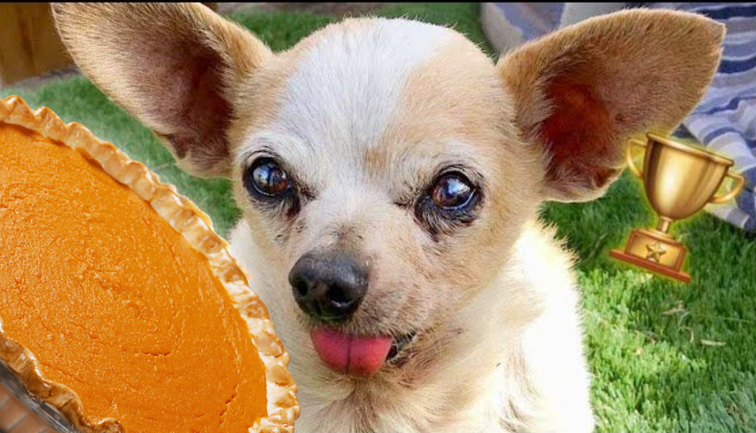 Can Dogs Eat Pumpkin Pie? No, But Here's A Dog Safe Recipe)