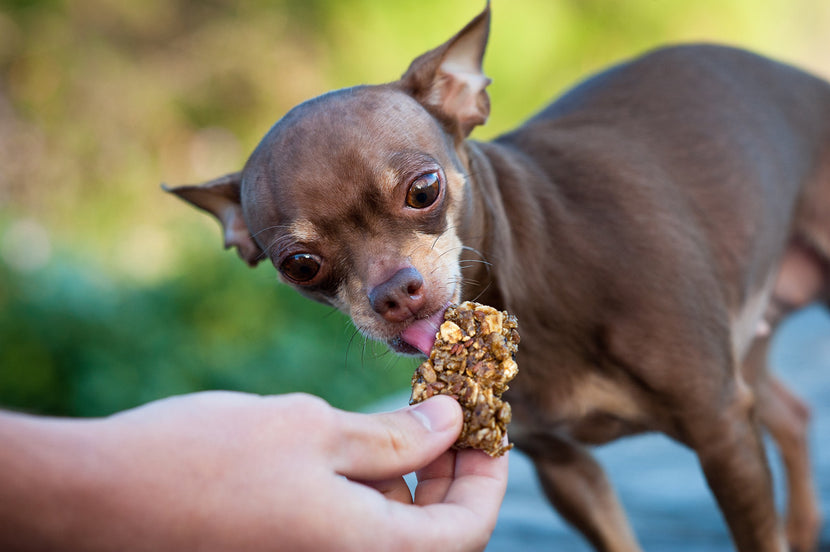 Healthy Treats For Small Dogs