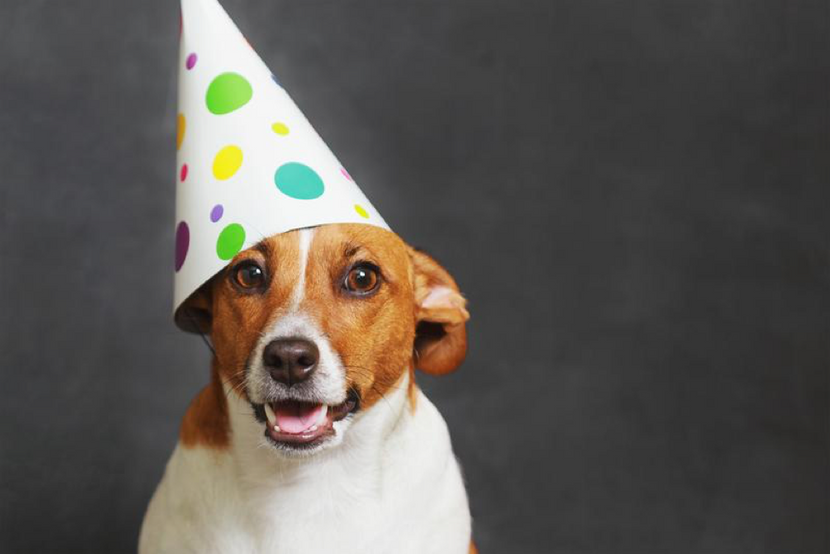 10 Dog Breeds That Love To Party