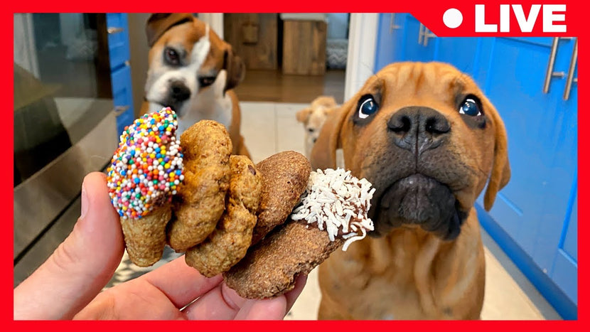 Top 7 healthy homemade dog treat recipes your dog will love