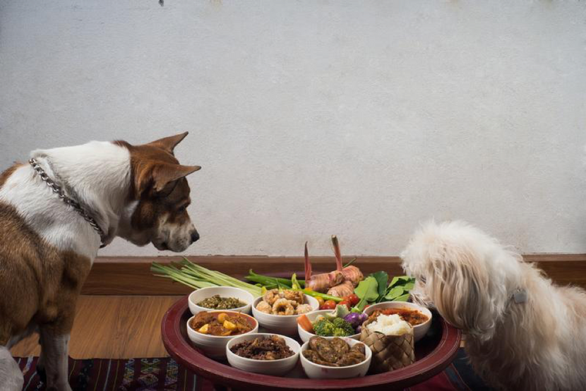 3 Tips for Throwing a Dog Party in an Apartment
