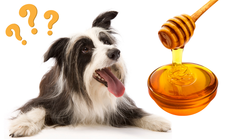 Should You Be Feeding Your Dog Honey?