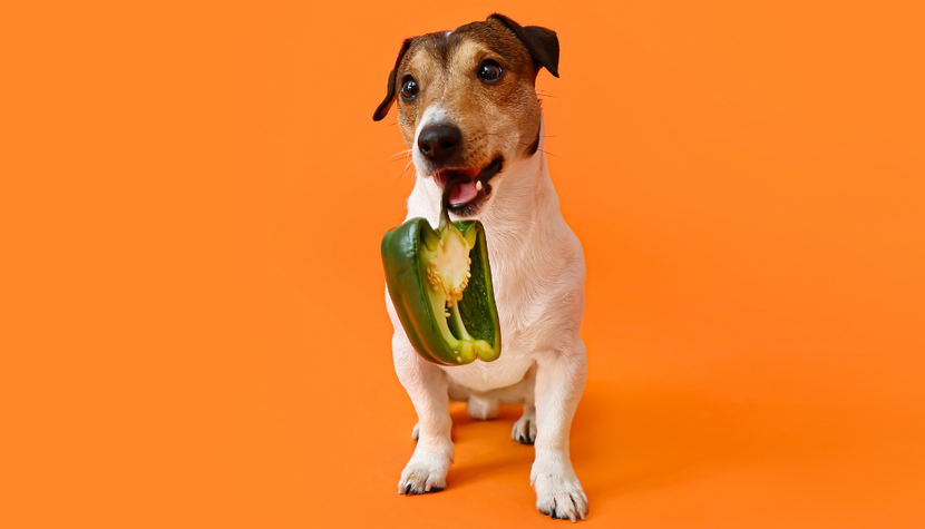 Can Dogs Eat Peppers? Find out which ones are really toxic 🌶