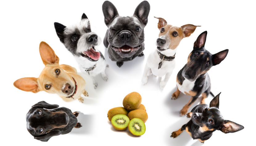 Dogs Can Eat Kiwis– But Beware of THIS.