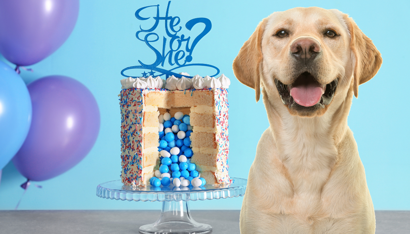 How To Make a Gender Reveal Cake for Dogs